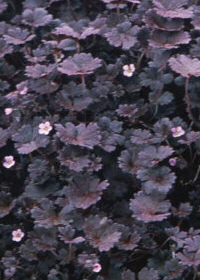 Geranium 'Cheryl's Shadow'